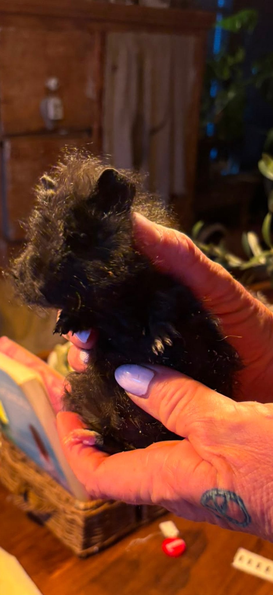 Baby cavias, Dieren en Toebehoren, Knaagdieren, Cavia, Mannelijk, Juli, Tam