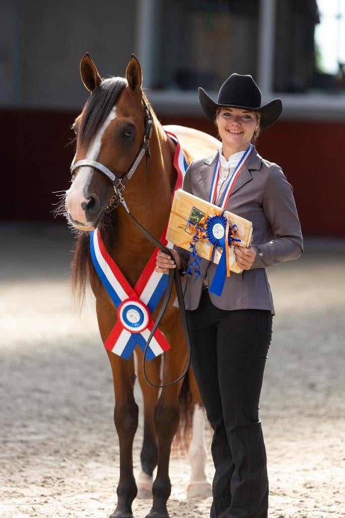 Lieve Arabisch volbloed ruin, Dieren en Toebehoren, Paarden, Minder dan 160 cm, Met stamboom, Ruin, Niet van toepassing