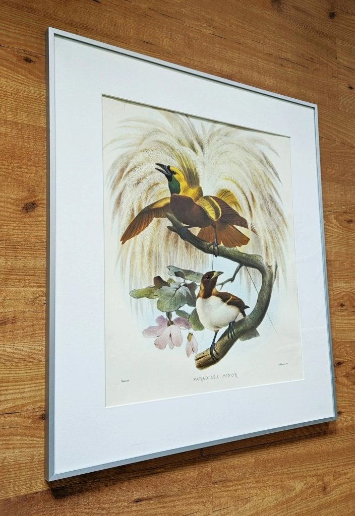 Foto 3 van Grote ingelijste prent "Paradisaea Minor"