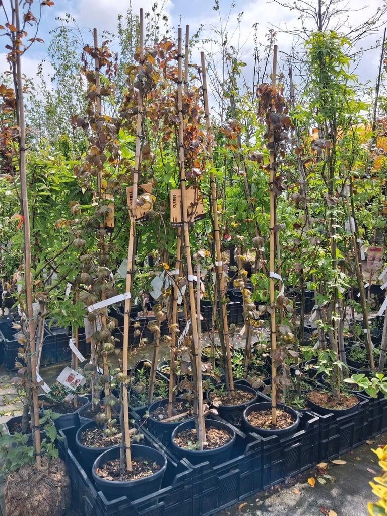 Zuilbeuk 'Dawyck Purple' - Fagus sylvatica rode zuil beuk, Tuin en Terras, Planten | Bomen, Bloeit niet, Ophalen of Verzenden