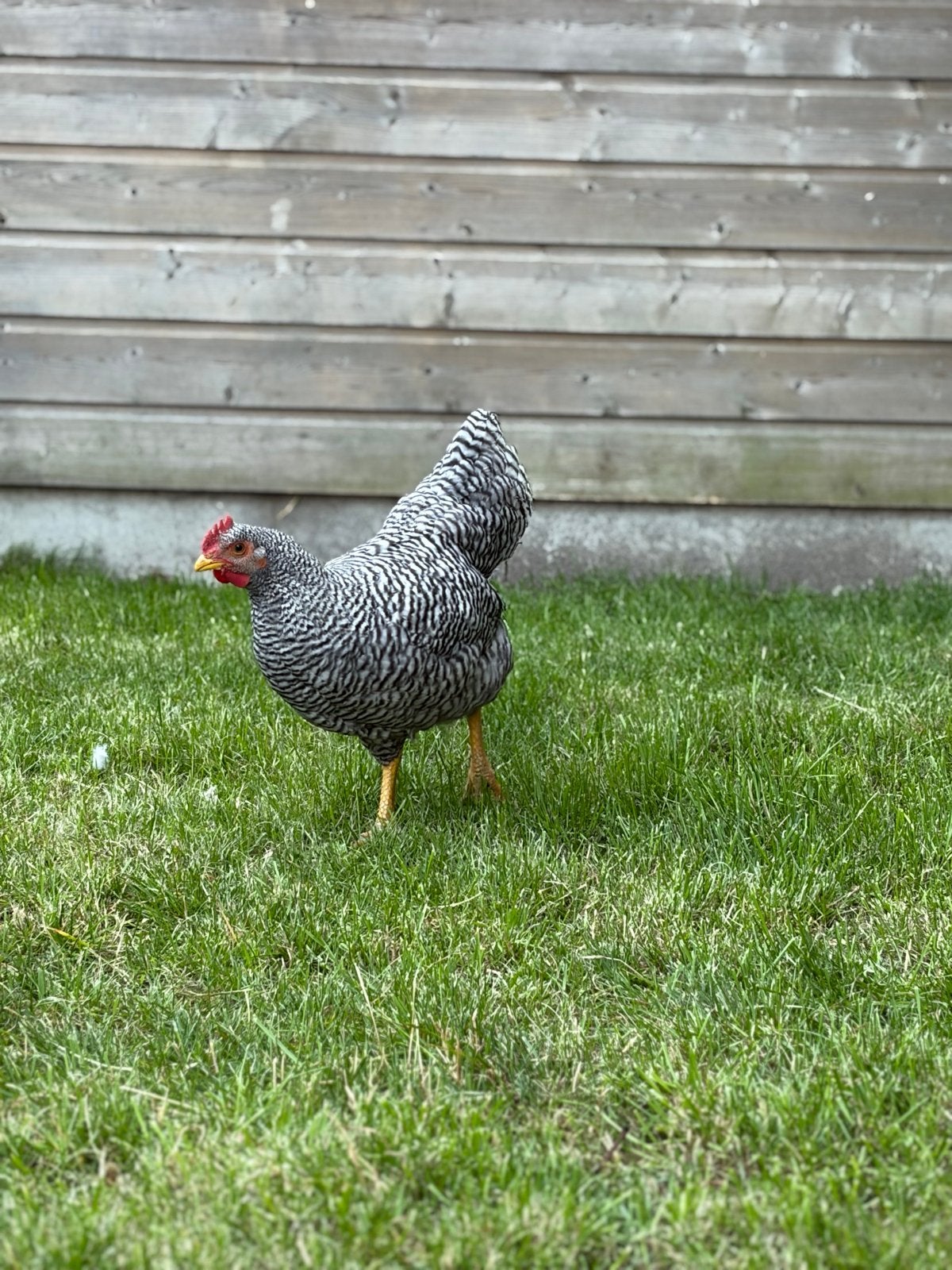 Noord-hollandse blauwe haan, Dieren en Toebehoren, Pluimvee, Mannelijk, Kip
