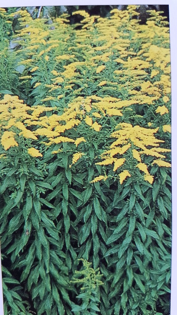 Guldenroede, sterke vaste plant, Ophalen, Vaste plant, Overige soorten, Halfschaduw
