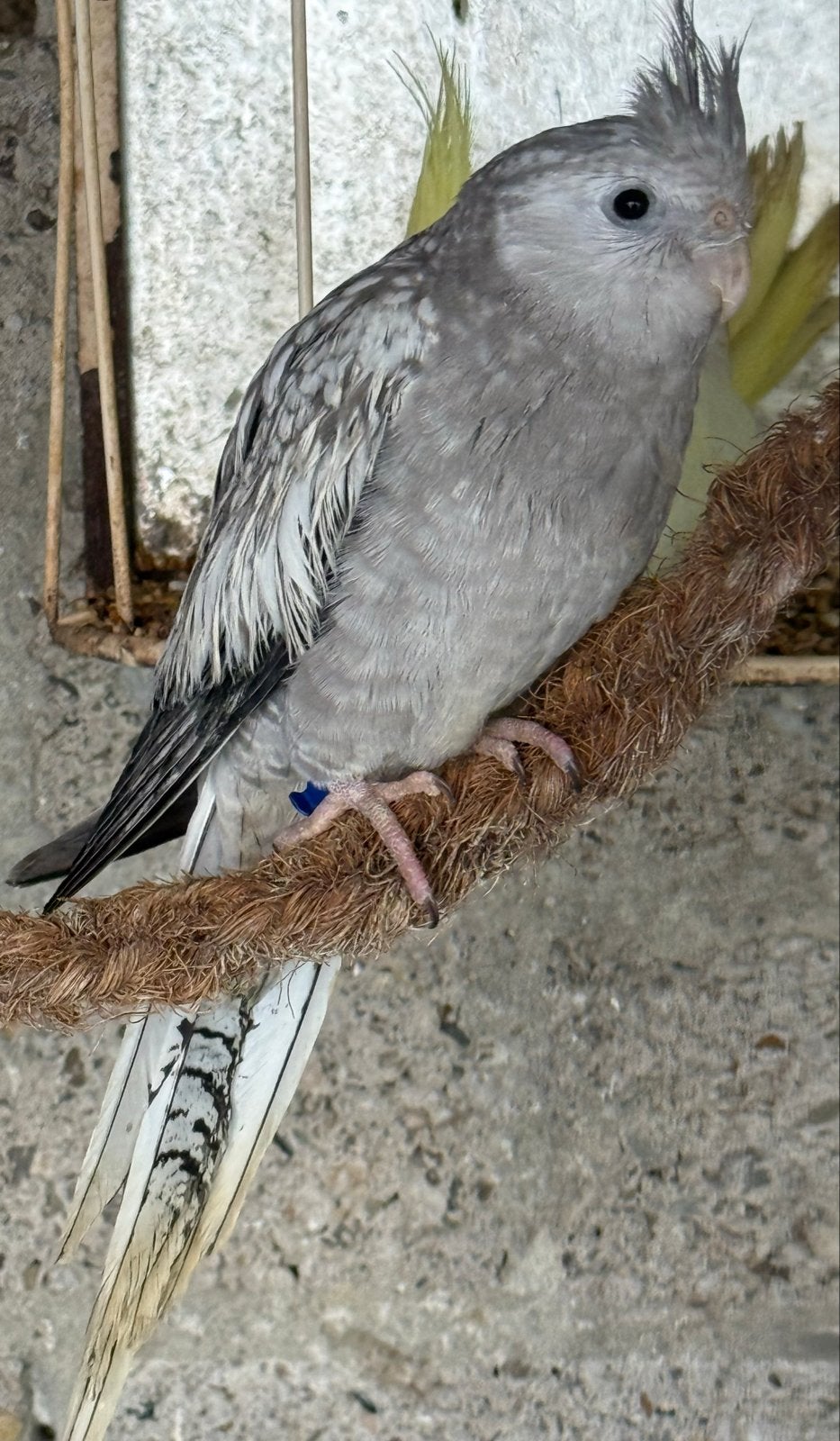 Valkparkiet jongen, Dieren en Toebehoren