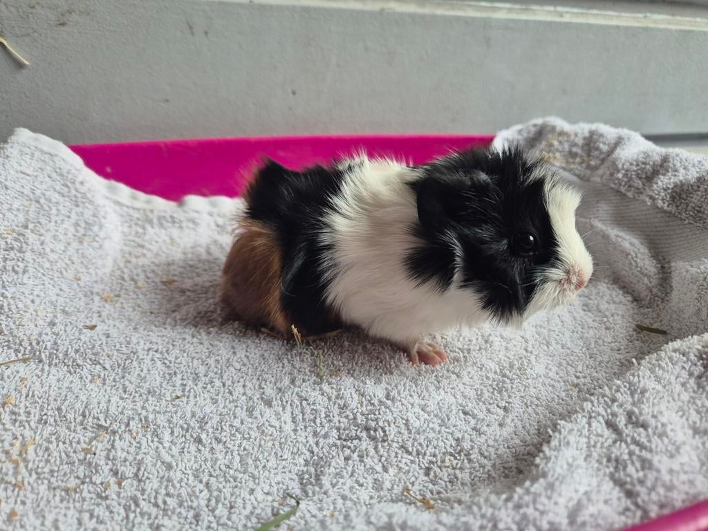 2 jonge zeugjes, Cavia, April, Vrouwelijk, Tam