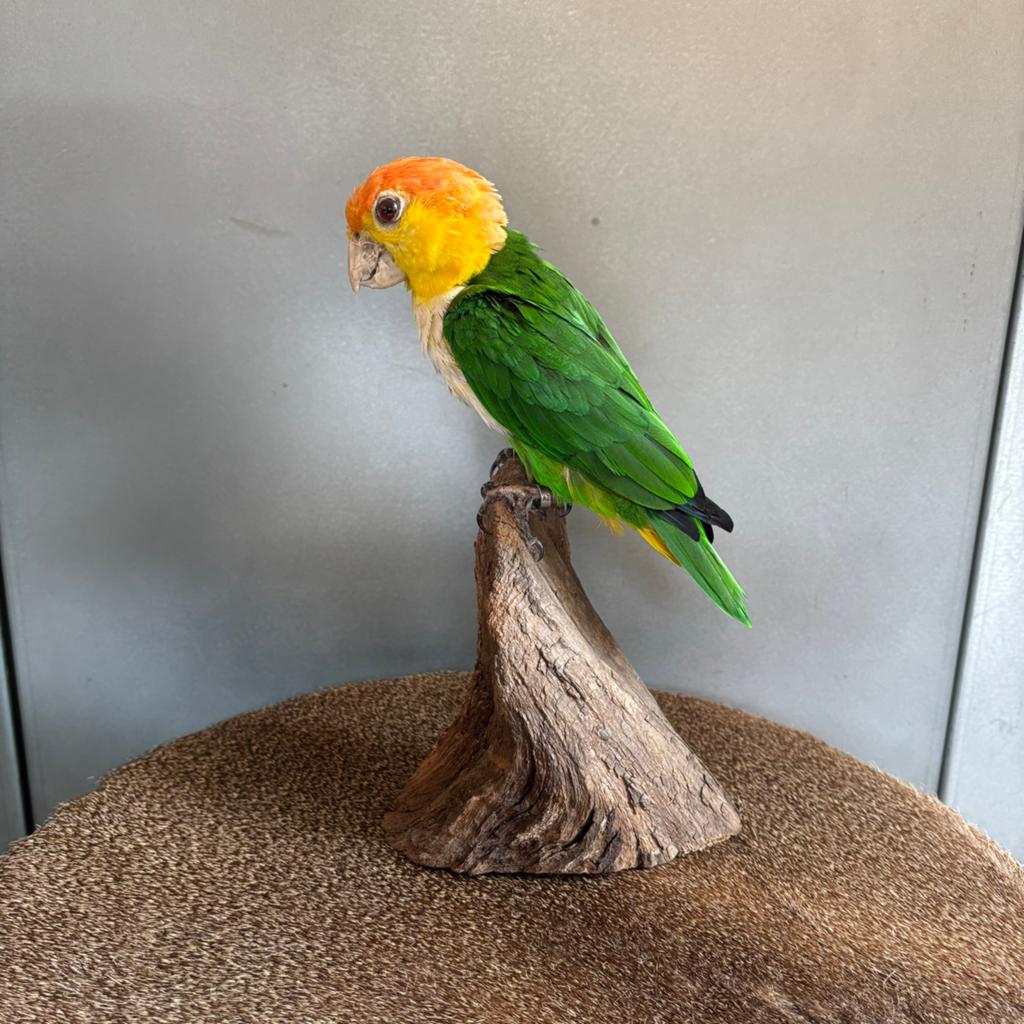 Opgezette witbuik of roestkop caique, taxidermie, taxidermy, Ophalen of Verzenden, Nieuw, Vogel, Opgezet dier