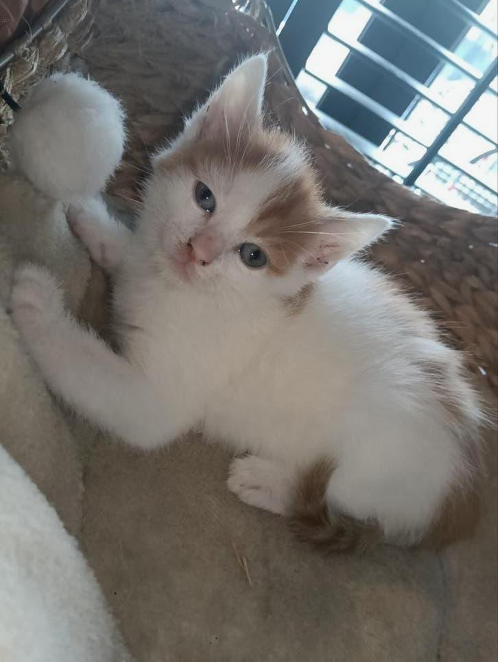 Noorse Siberische bos kittens, Meerdere dieren, Ontwormd, 0 tot 2 jaar