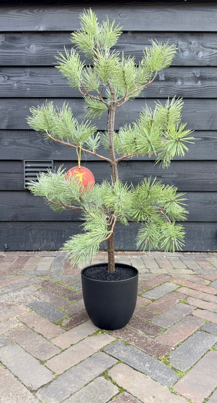 Mooie kunst pinus, Ophalen of Verzenden, Nieuw