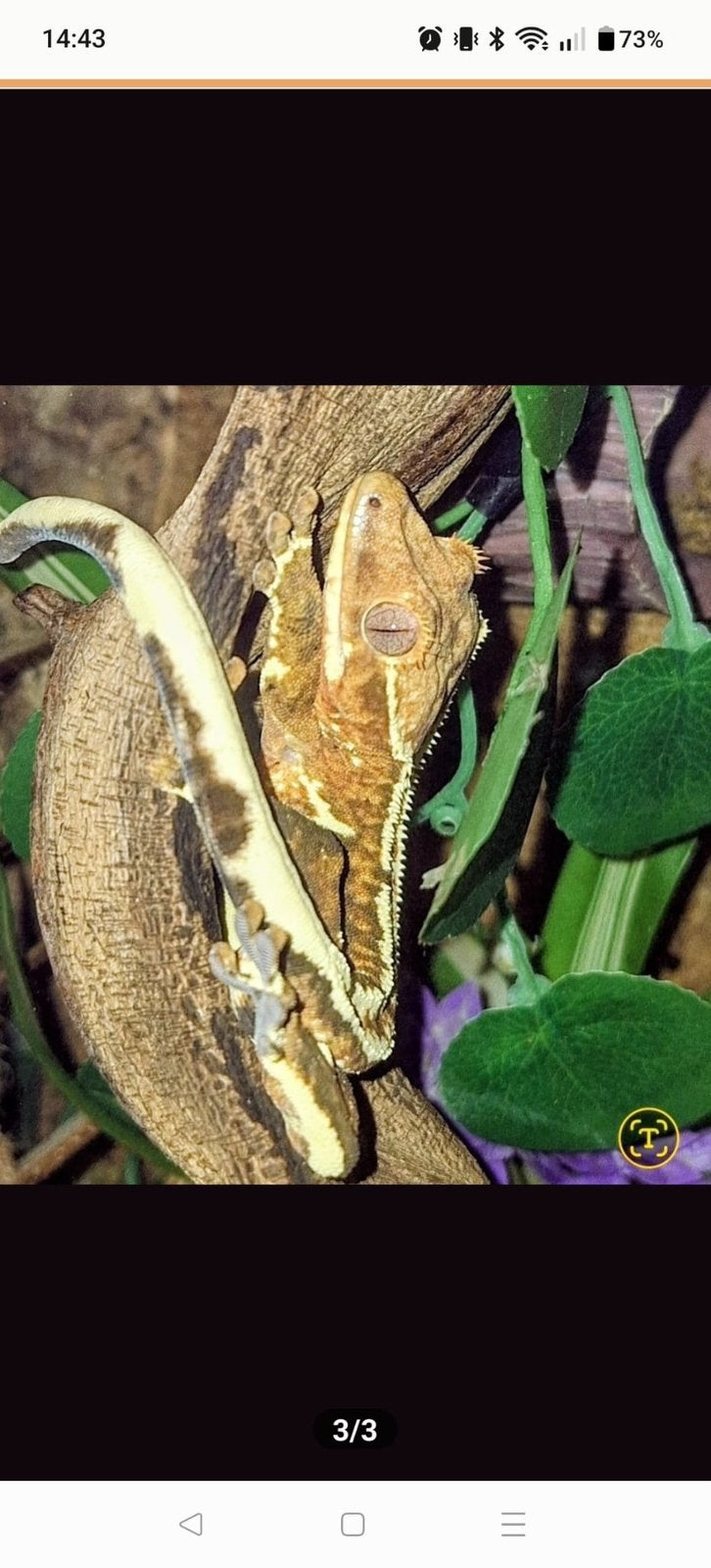tricolor Lilly white crested gecko Crested Gecko - unknown for sale from Johnny