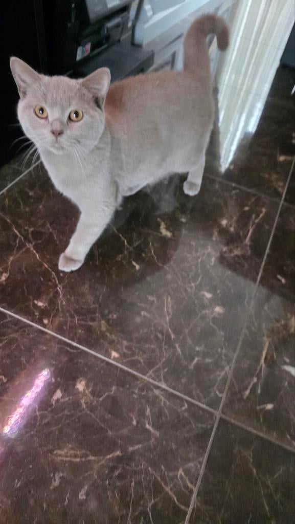 Britse korthaar kater, Kater, 0 tot 2 jaar