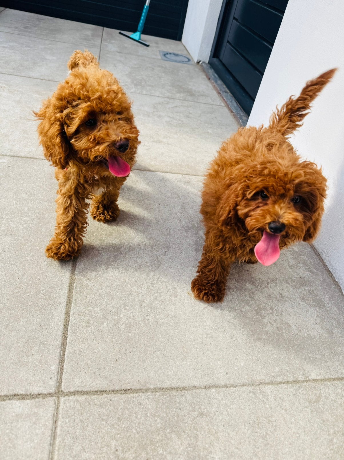 Prachtige Toy Poodle Pups te Koop, Dieren en Toebehoren, Honden | Chihuahua's en Gezelschapshonden, Poedel, Particulier, 8 tot 15 weken