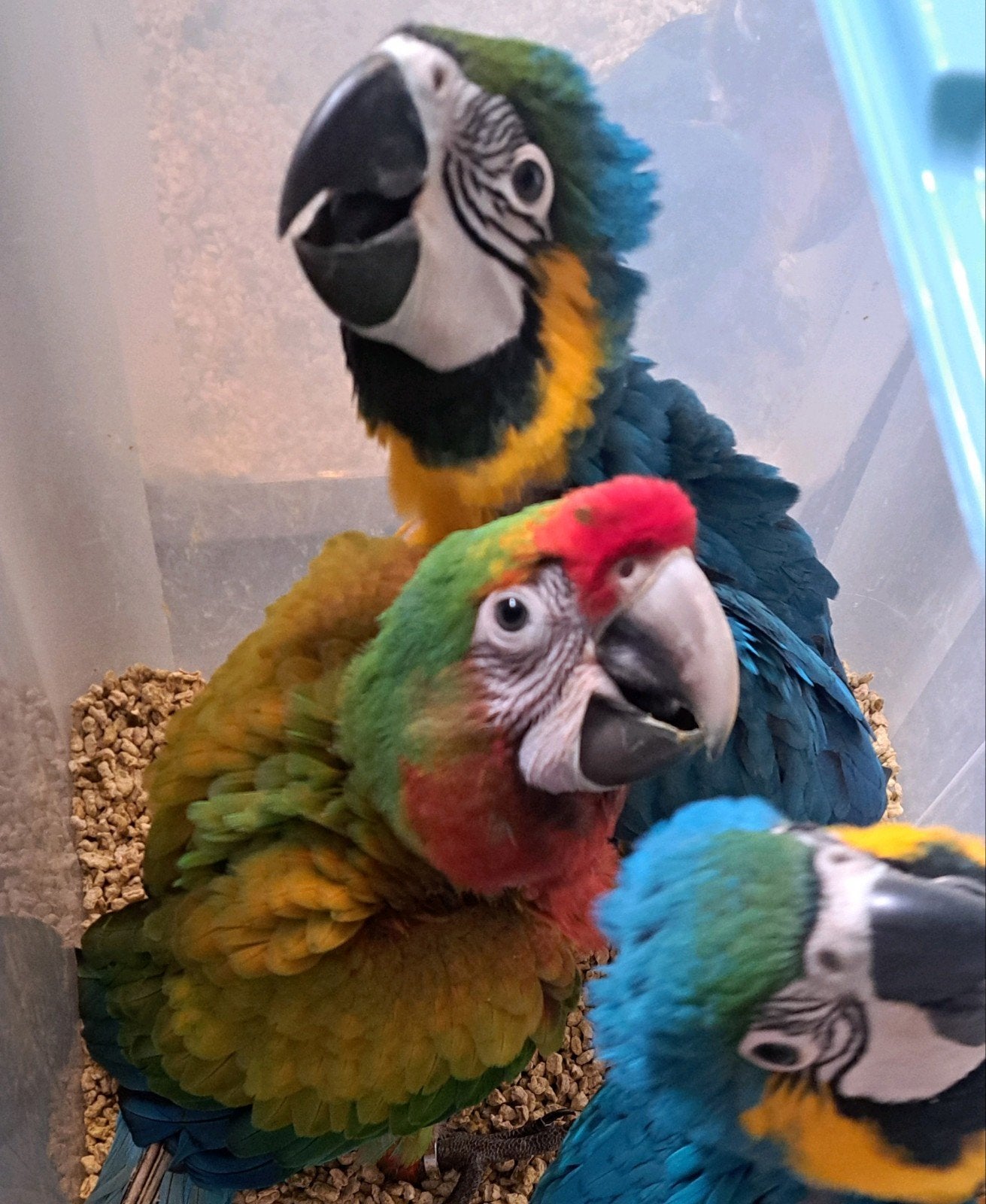 handtamme blauwgele ara's, Dieren en Toebehoren, Vrouwelijk, Papegaai, Pratend