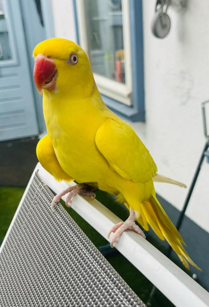 Handtamme mega lieve halsband parkiet lutino mannetje!, Dieren en Toebehoren, Vogels | Parkieten en Papegaaien, Papegaai, Mannelijk