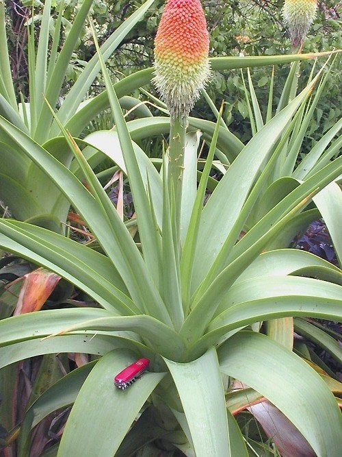 Kniphofia Northiae, Overige soorten, Volle zon, Vaste plant, Ophalen of Verzenden