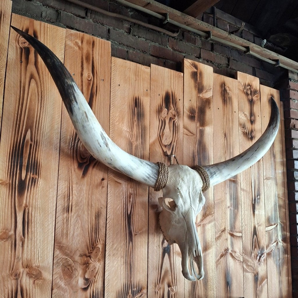 Texas longhorn schedel - Echte schedels, Verzamelen, Ophalen of Verzenden, Nieuw, Boerderijdier, Schedel