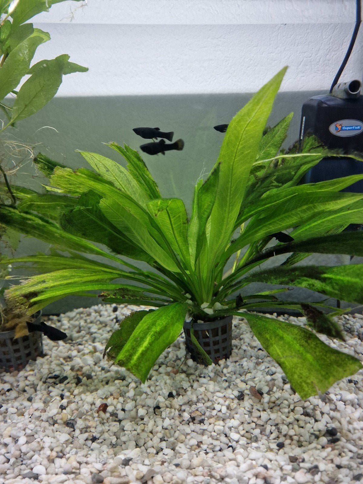 8 Black Molly's vis
1 euro per stuk, Dieren en Toebehoren, Vis