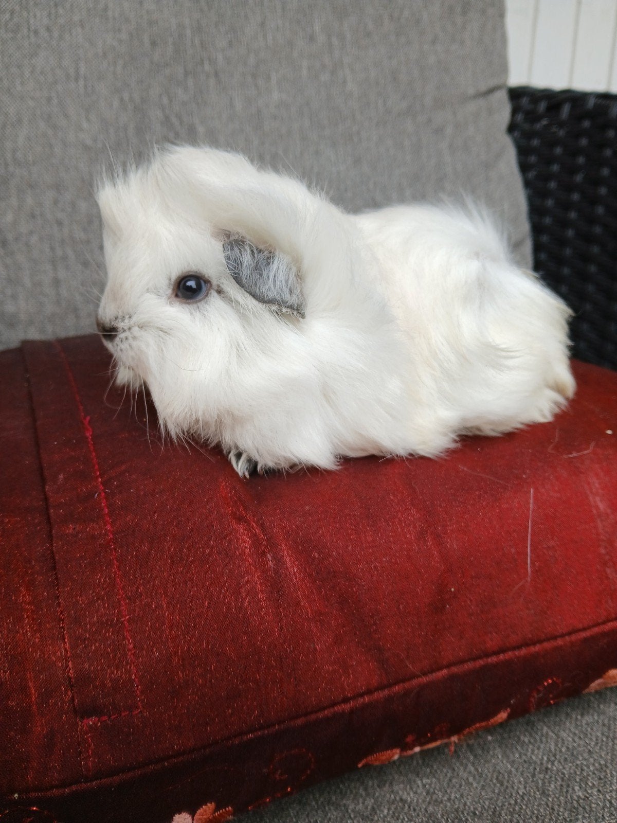 zeer mooi peruvian beertje, Augustus, Mannelijk, Cavia