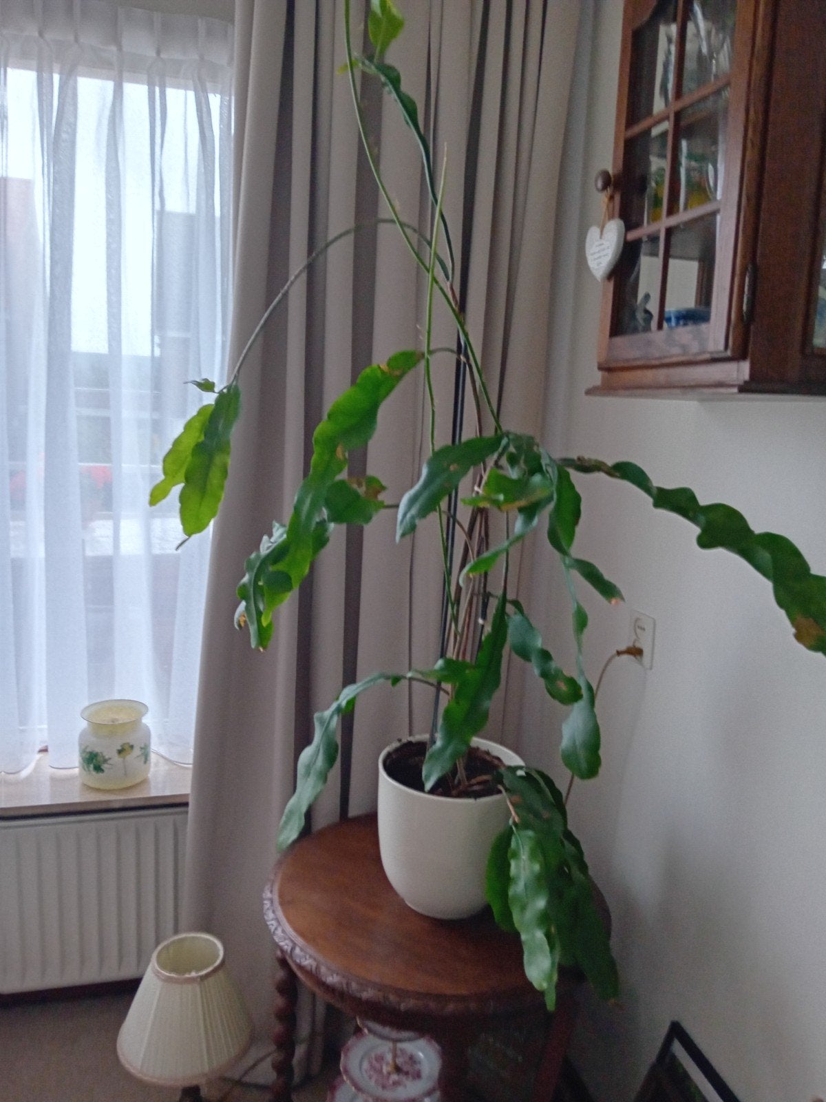 Epiphyllum , ofwel koningin van de nacht, Ophalen, Halfschaduw, 100 tot 150 cm