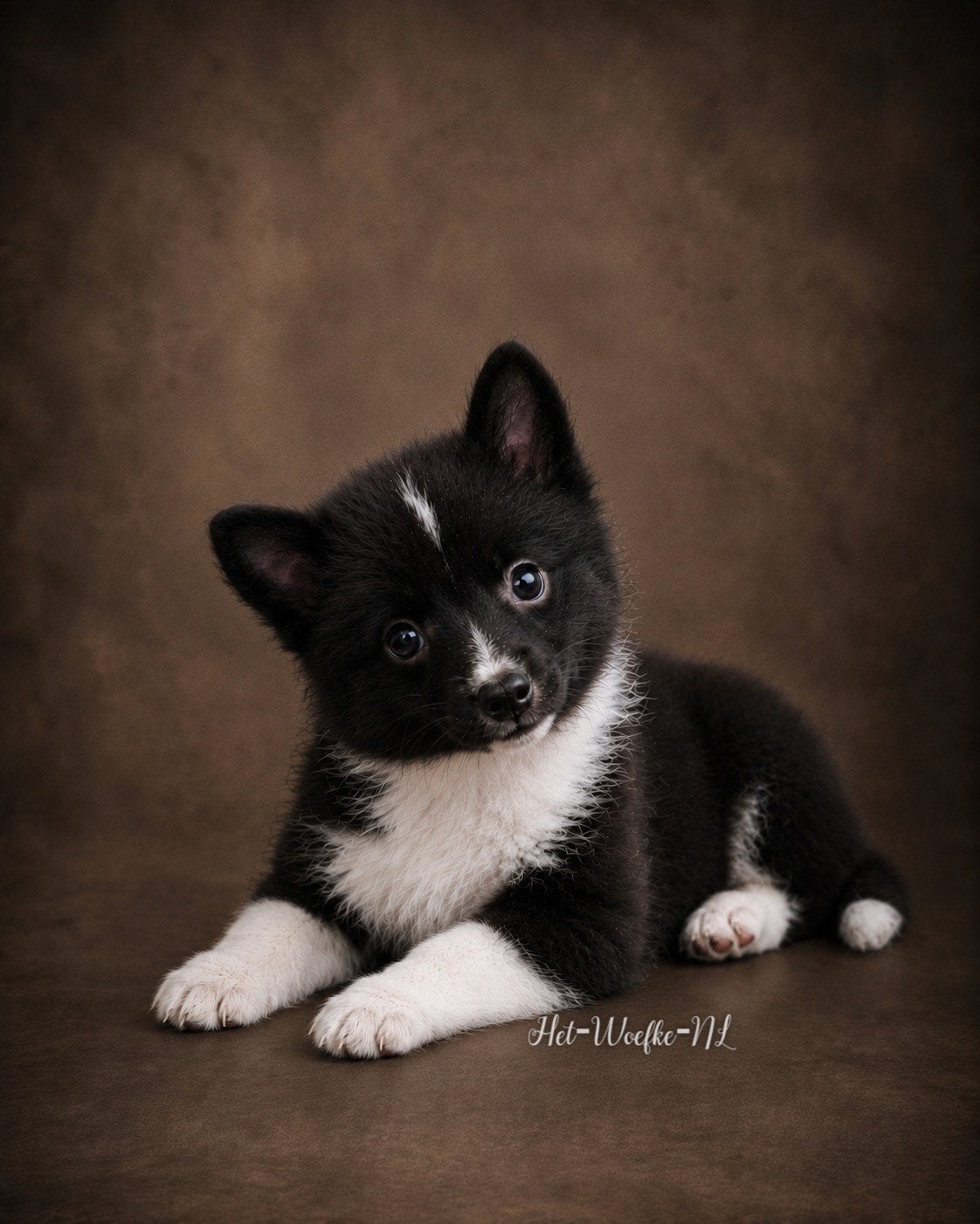 Pomsky pup (11weken) 💙Futs, Dieren en Toebehoren, Parvo, Nederland, 8 tot 15 weken, Eén hond