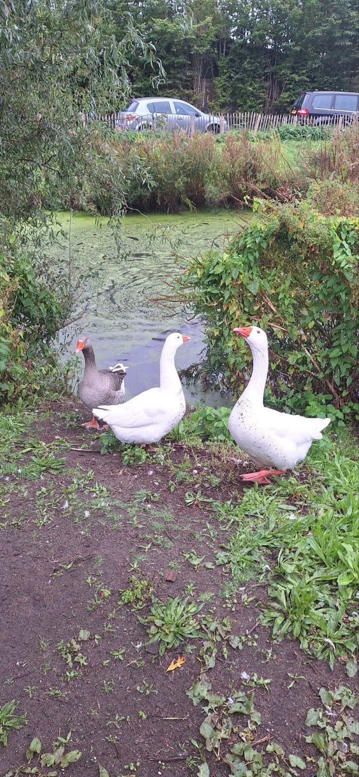 koppel ganzen, Dieren en Toebehoren, Meerdere dieren, Gans of Zwaan