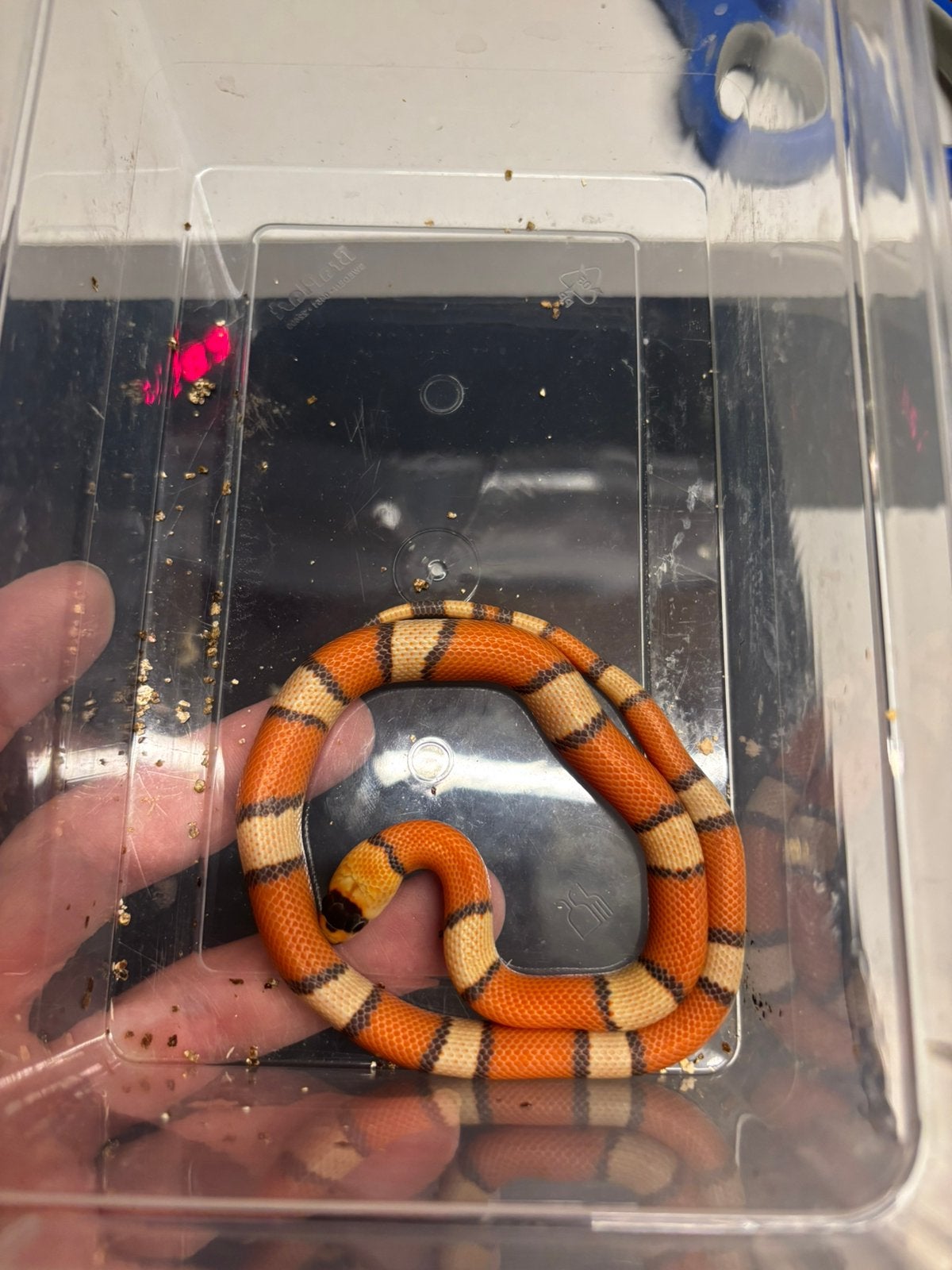 Lampropeltis hondurensis Kingsnake photo 2