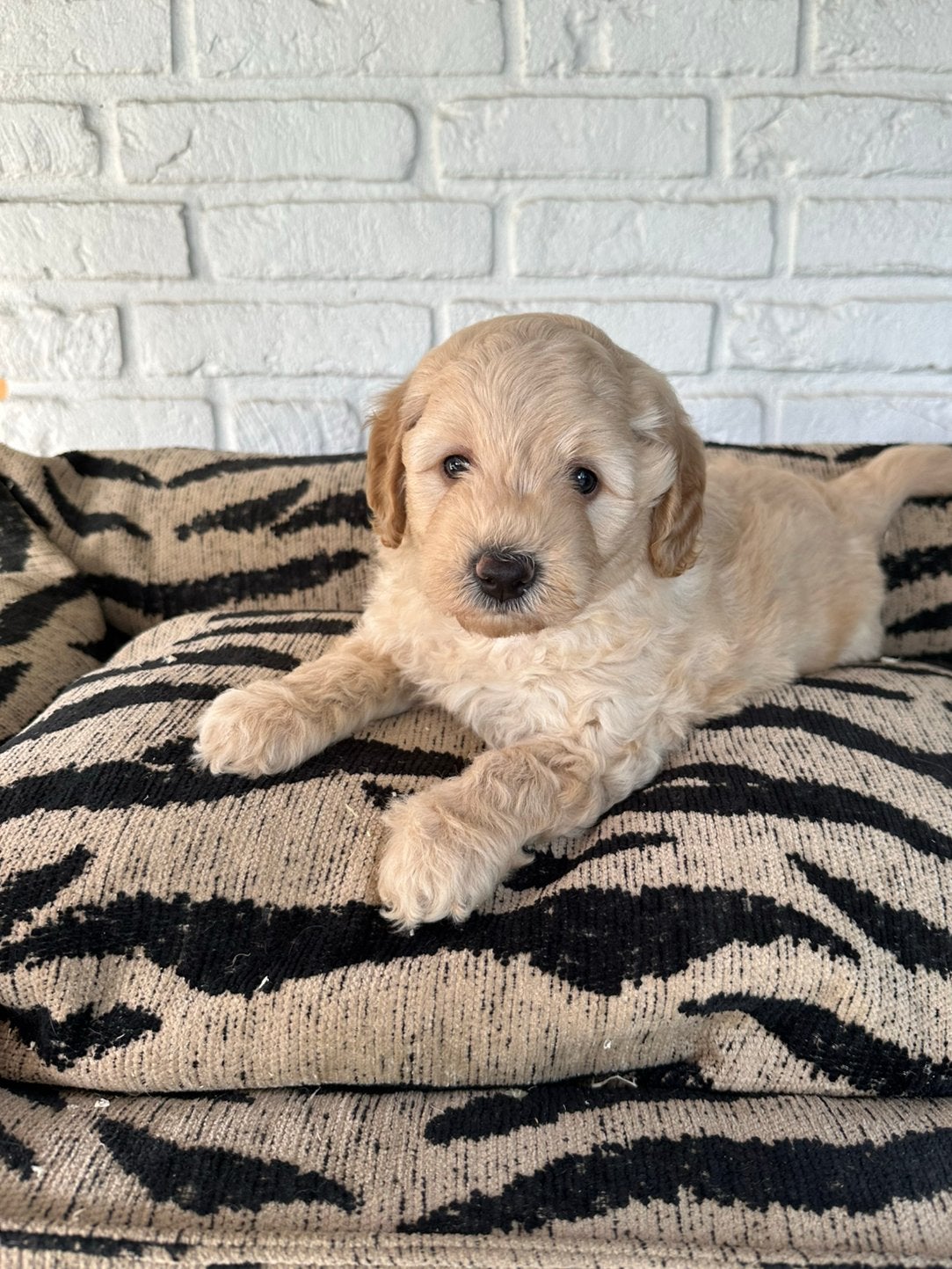 Mini labradoodle pups, labradoodle x toy poedel, Parvo, Nederland, Overige rassen, 8 tot 15 weken