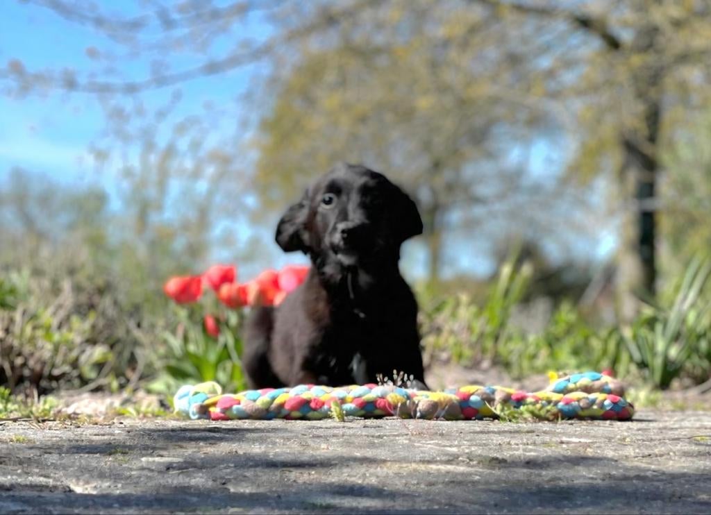 Lieve levendige Markiesje pups x Kooiker pups, Overige rassen, 8 tot 15 weken, Meerdere, Meerdere dieren