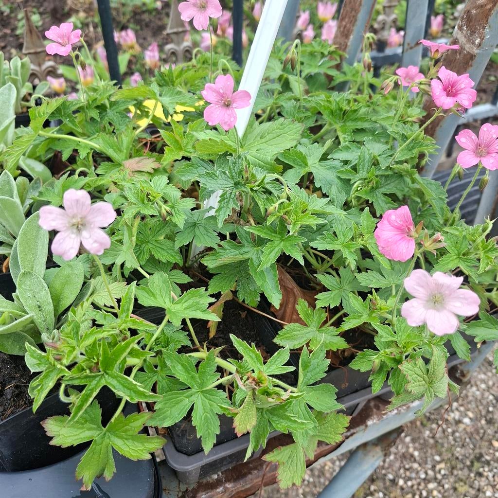 Geranium roze (vaste plant), Ophalen, Overige soorten, Volle zon