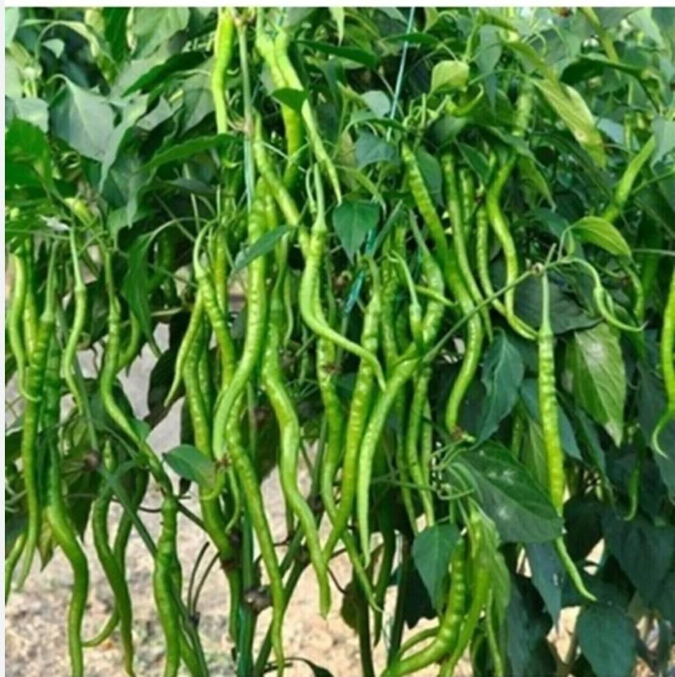 Moestuinplantjes peperplantjes peper sivri kil biber stekjes, Tuin en Terras, Planten | Tuinplanten, Ophalen, Eenjarig, Groenteplanten