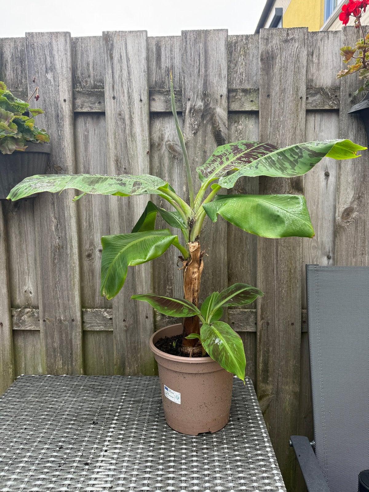 Bananenboom musa met stek 80cm, Ophalen, Overige soorten, Volle zon