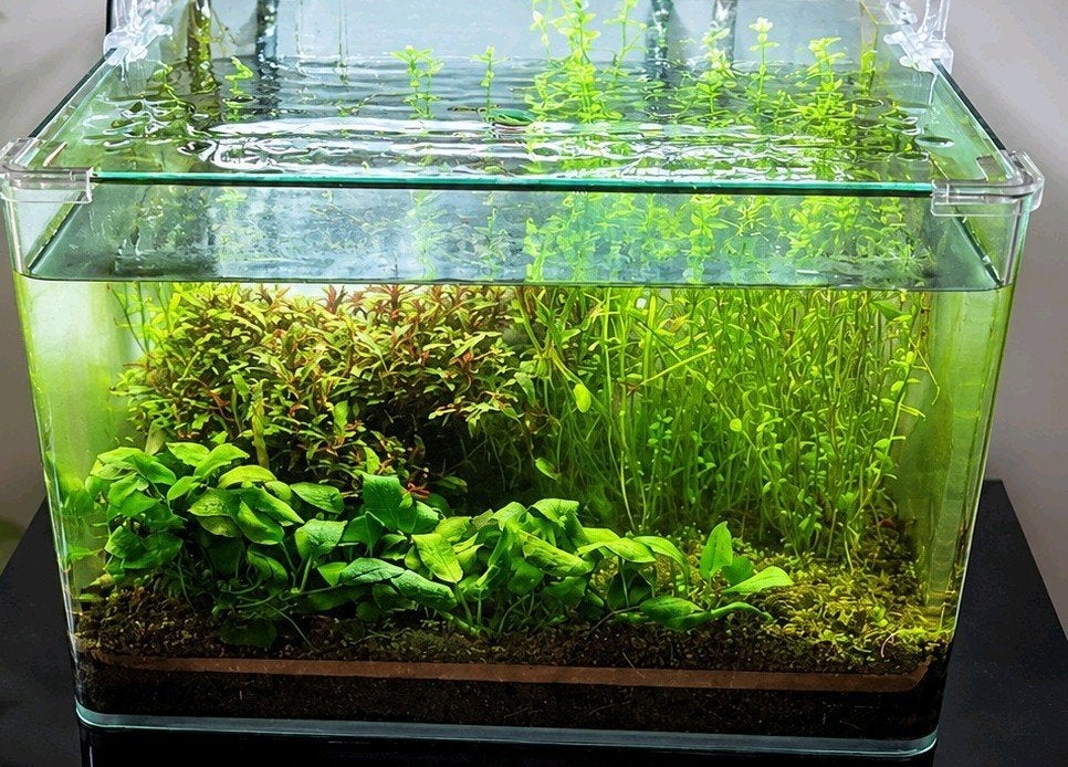 Dennerle Nano Tank 35l met led & CO2, Ophalen of Verzenden