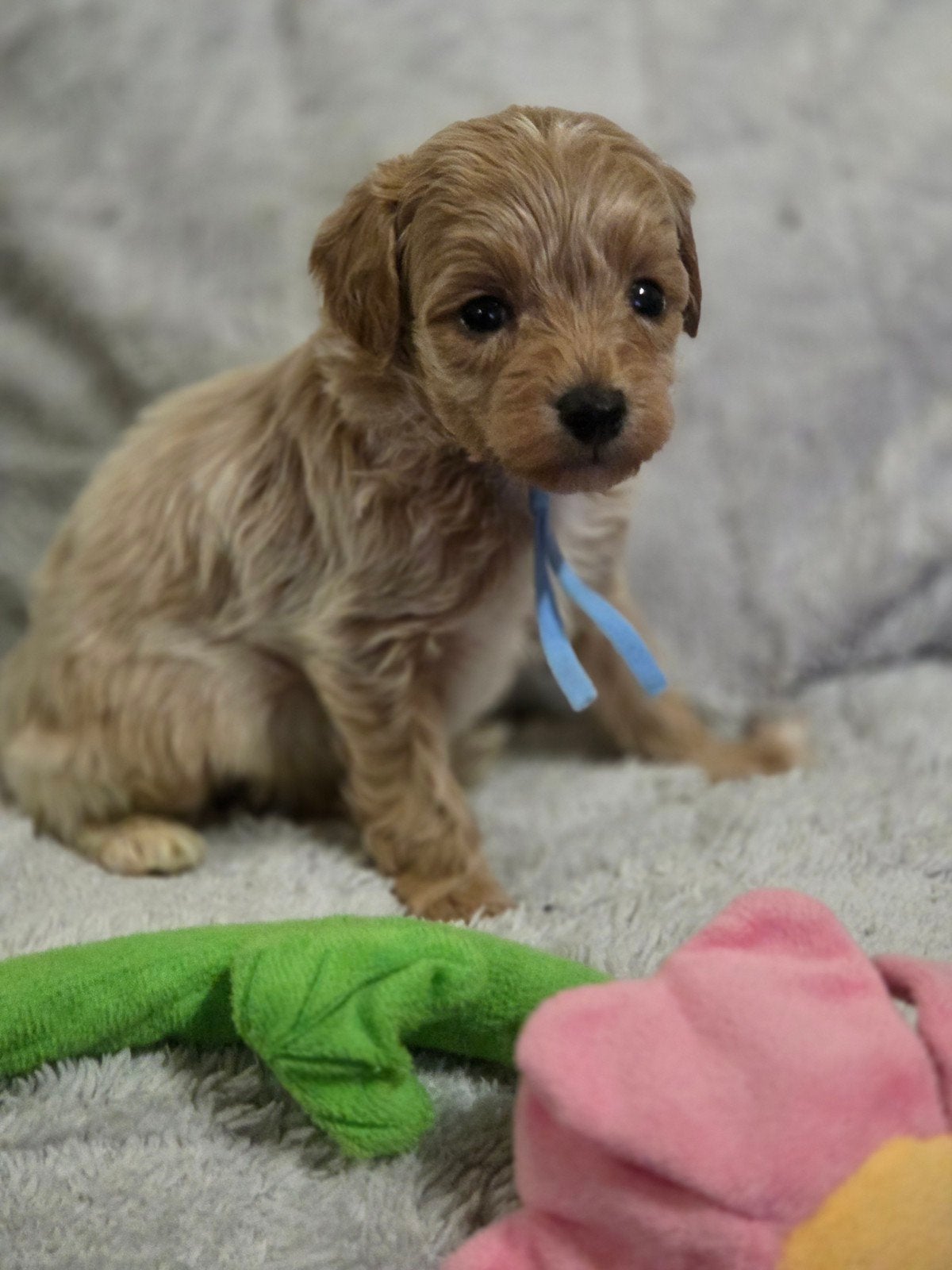 maltipoo pups, Overige rassen, 8 tot 15 weken, Meerdere, Meerdere dieren