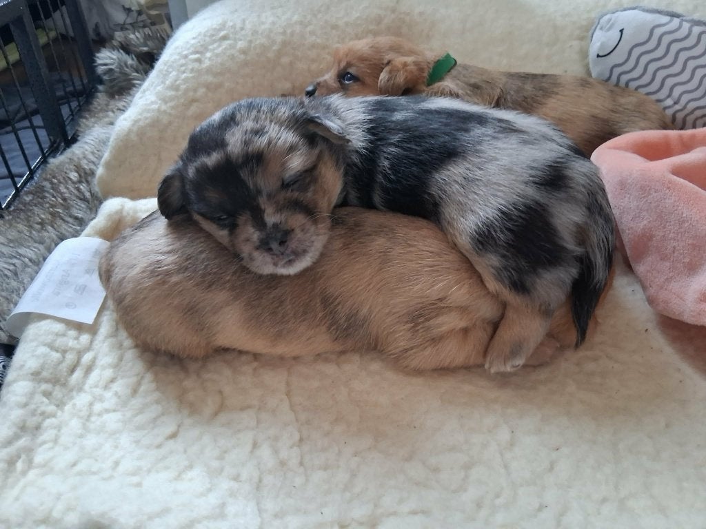 Petite Poubelle 4 kleine pups  ## 2 pups GERESERVEERD !!, CDV (hondenziekte), 8 tot 15 weken, Meerdere, Meerdere dieren