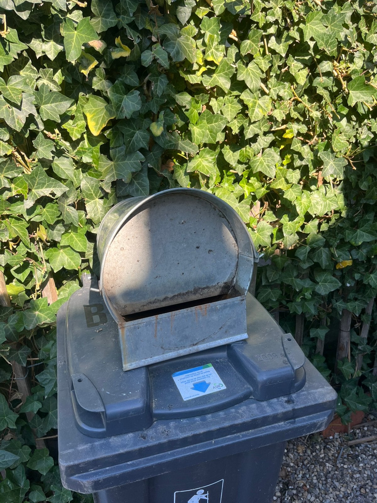 Waterbak kippen verzinkt, Vrouwelijk, Kip
