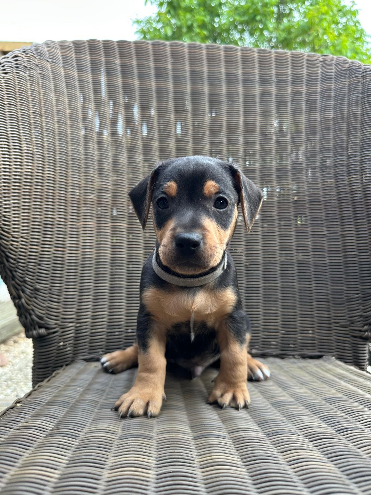 Knappe Jack Russel pups, Meerdere, Nederland, Particulier, Reu