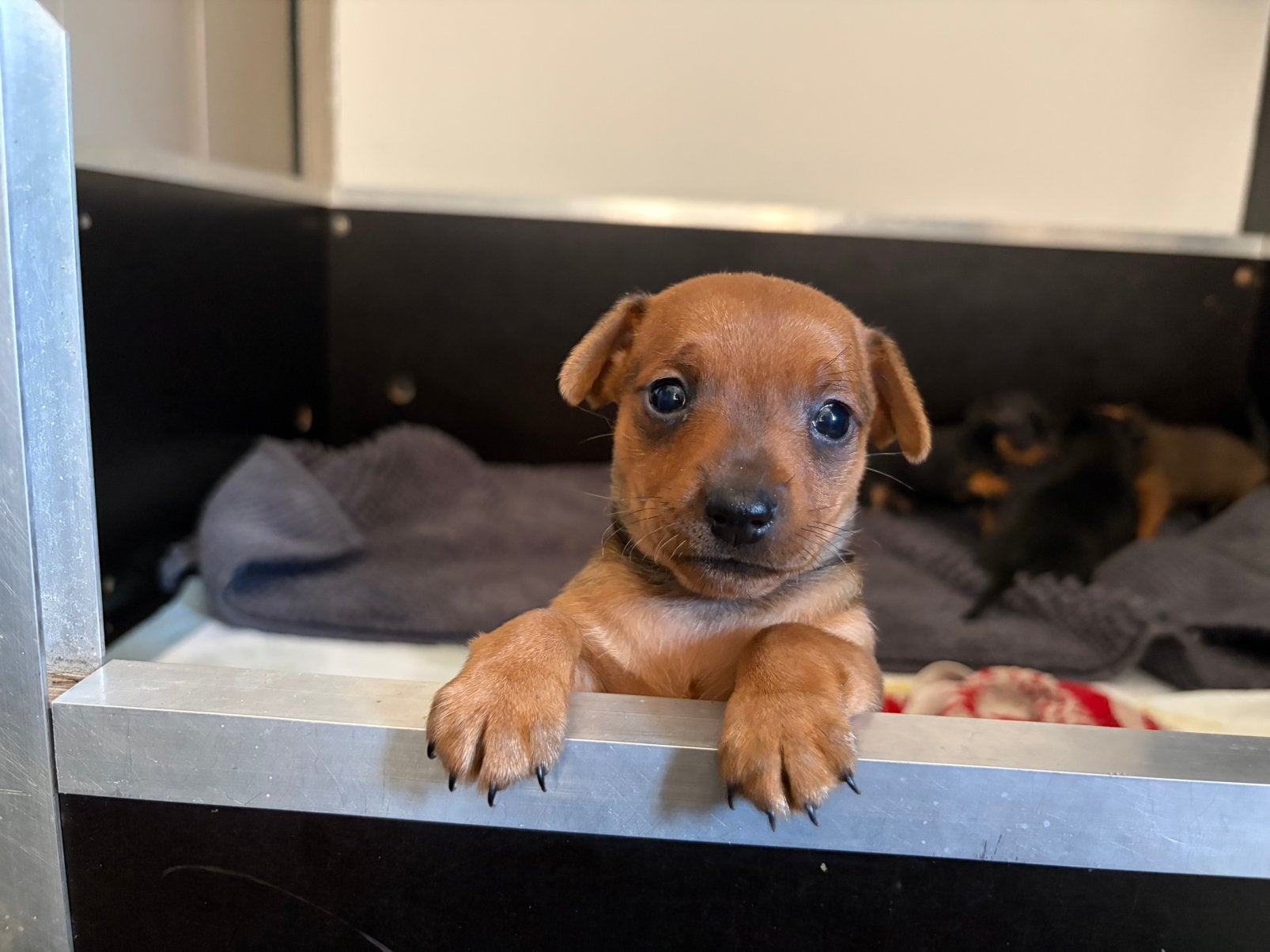 Mini dwergpincher/pinscher pups: nog 1 teefje, kleine hond, Overige rassen, 8 tot 15 weken, Meerdere, Meerdere dieren