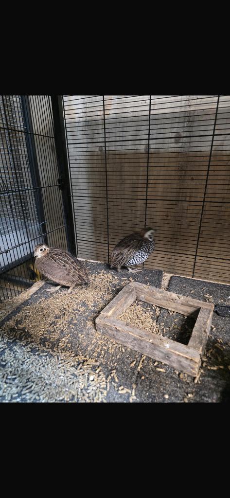 montezuma kwartels, Meerdere dieren, Tropenvogel, Tam
