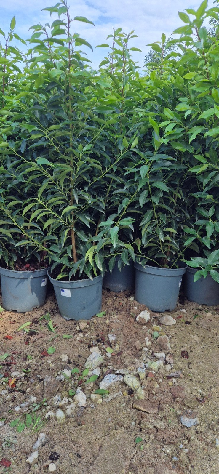 portugese laurier tot mt 240 v.a €12,50, Overige soorten, Volle zon, Vaste plant, Ophalen of Verzenden