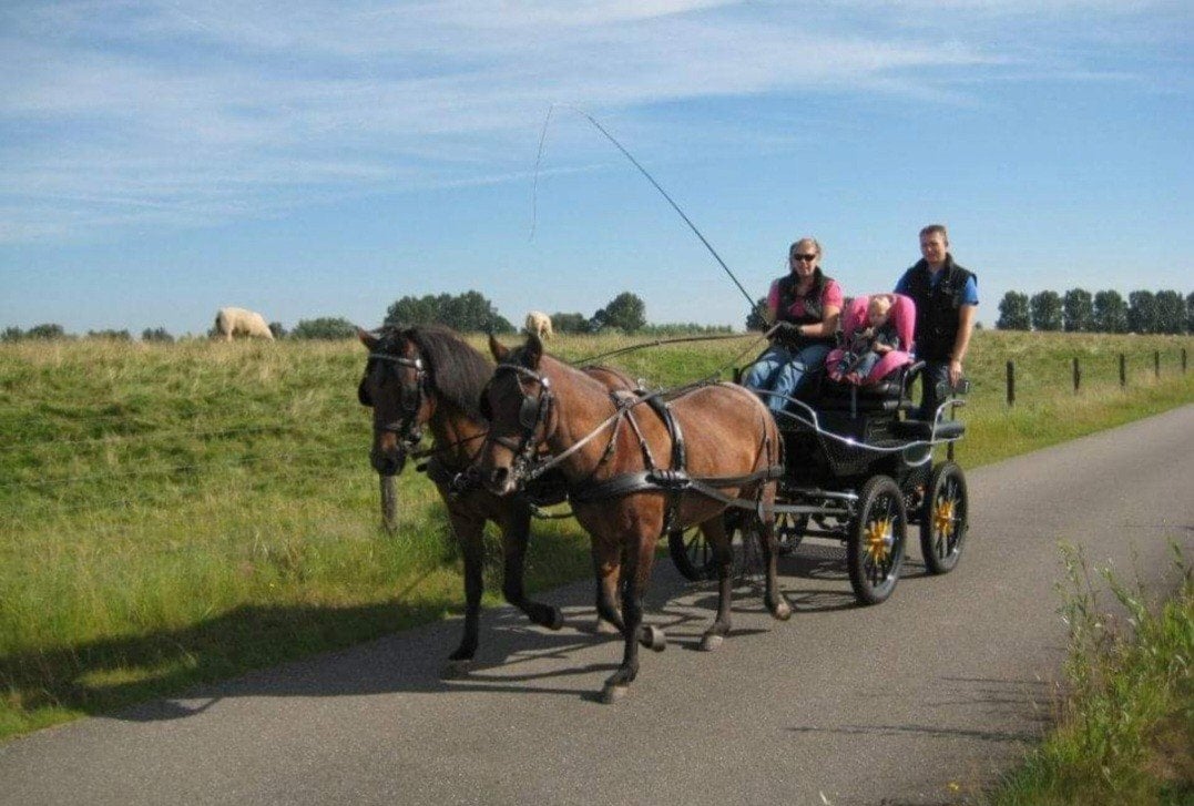 Dubbelspan tuig Ideal – maat Cob & Pony
Kleur zwart, Mentuig, Pony, Zo goed als nieuw, Ophalen