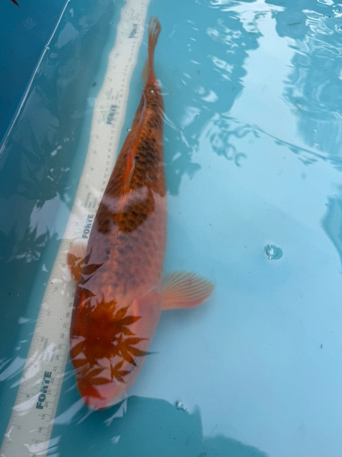 KI MATSUBA koi, Karper of Koi