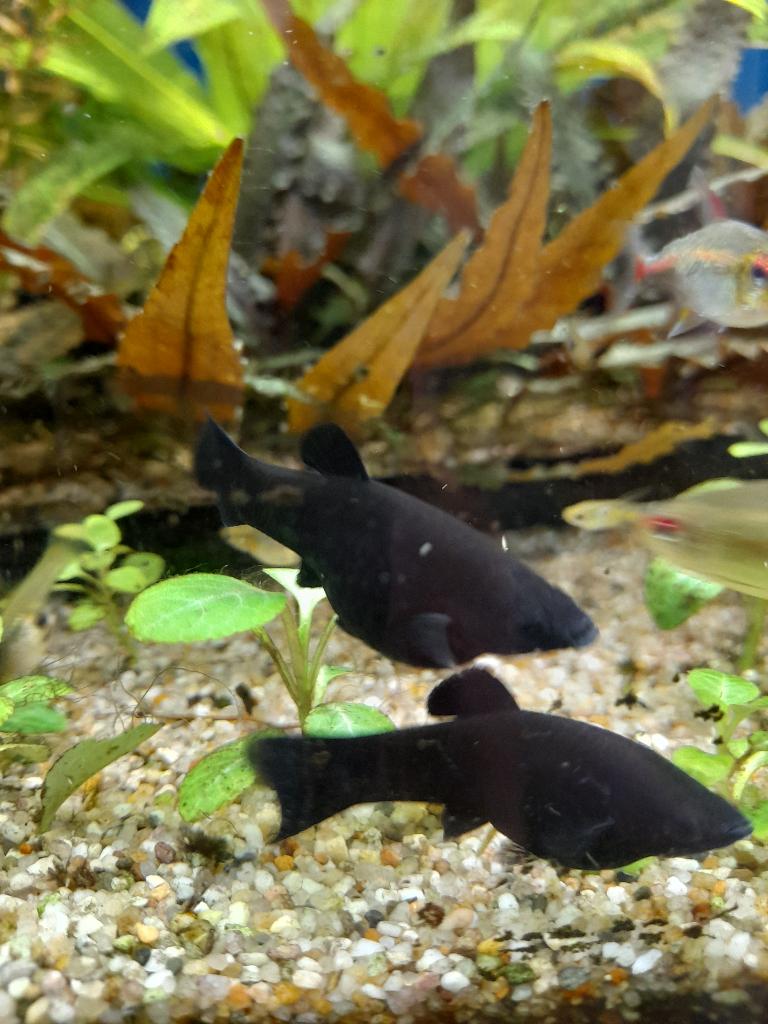 Black mollies 7 volwassen dieren, Dieren en Toebehoren, Vissen | Aquariumvissen, Vis, Zoetwatervis