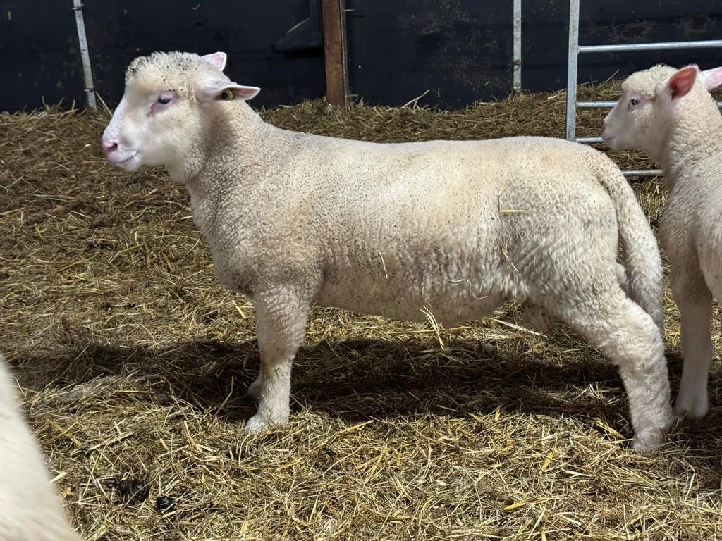 Poll Dorset ramlammeren en ooilammeren, Zwoegervrij ARR/ARR, Dieren en Toebehoren, Schapen, Geiten en Varkens, Meerdere dieren