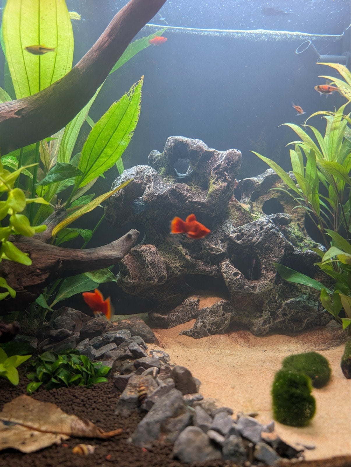 orange plattys  Xiphophorus maculatus, Dieren en Toebehoren, Vissen | Aquariumvissen, Kreeft, Krab of Garnaal