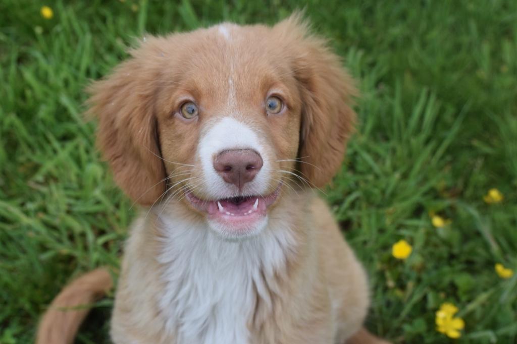 Nova Scotia Duck Tolling Retriever pups of Toller, België, 15 weken tot 1 jaar, Overige rassen, Parvo