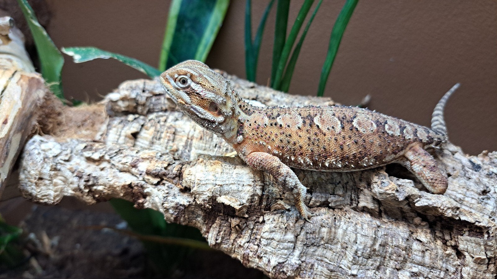 Dwerg baardagaam vrouw, 1 jaar Bearded Dragon - female for sale from P.S