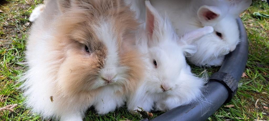 Teddy konijntjes wit, Dieren en Toebehoren, Konijnen, Meerdere dieren, Klein, Hangoor, 0 tot 2 jaar