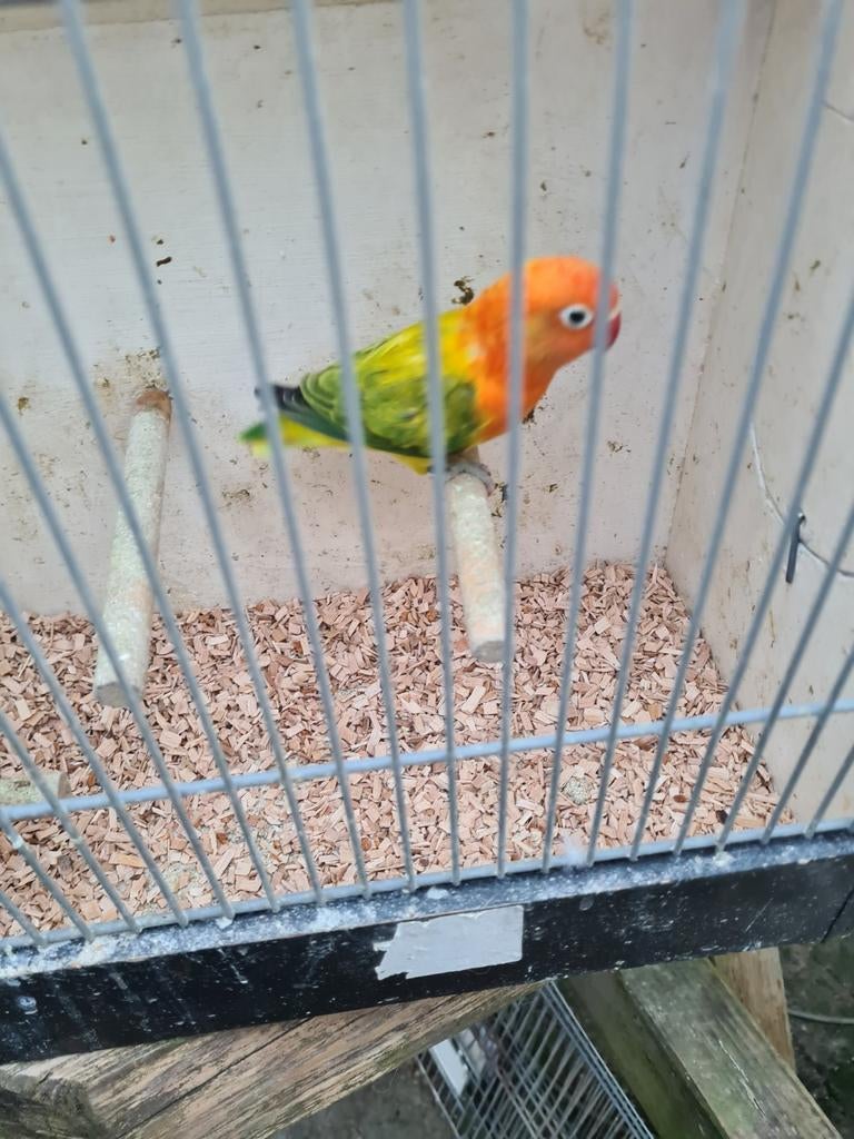 Euwing opaline fischerie, Dieren en Toebehoren, Vogels | Parkieten en Papegaaien, Mannelijk, Dwergpapegaai of Agapornis, Geringd