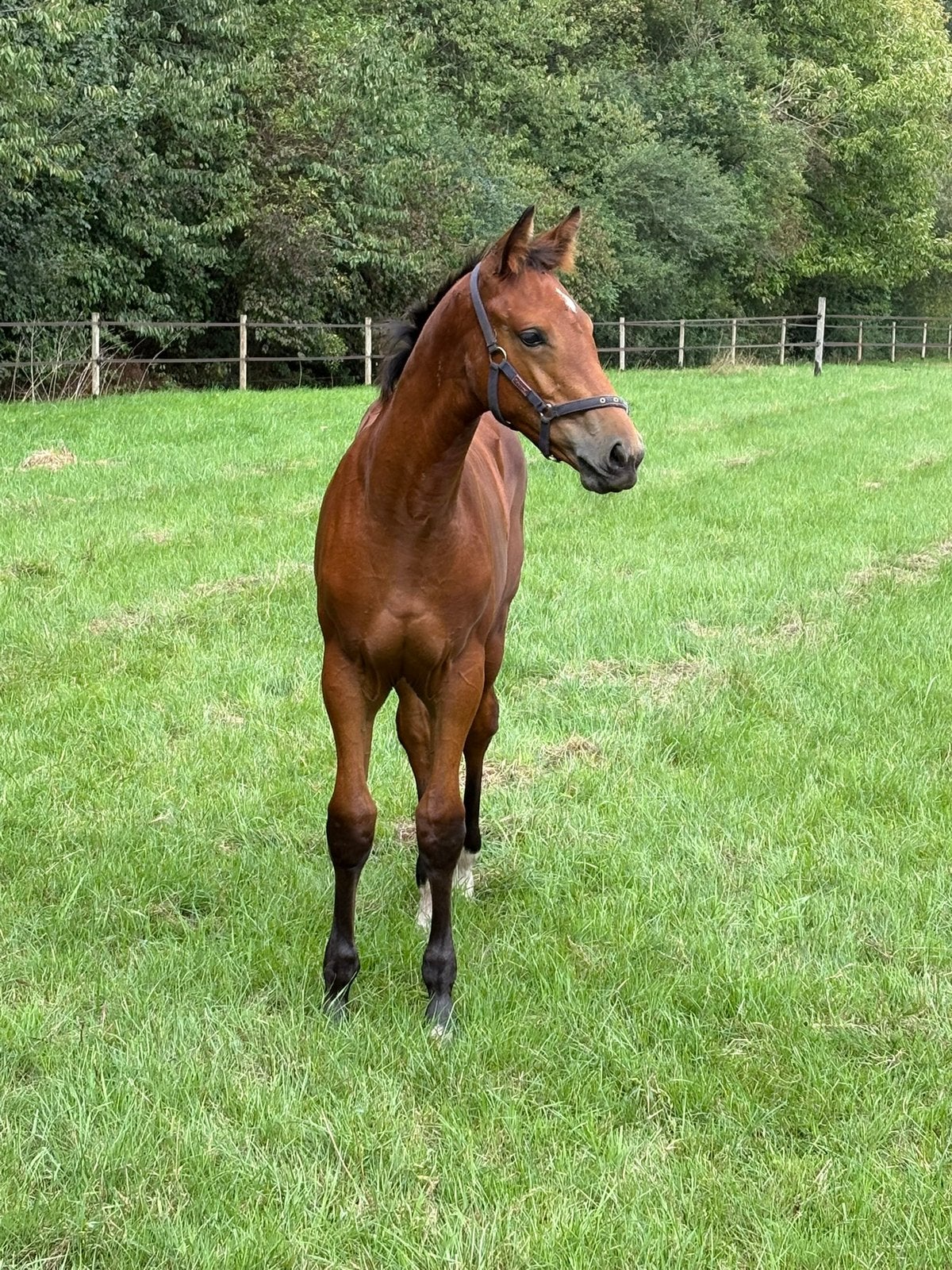 Goed bewegend merrieveulen, Dieren en Toebehoren, Hengst, Minder dan 160 cm, 0 tot 2 jaar