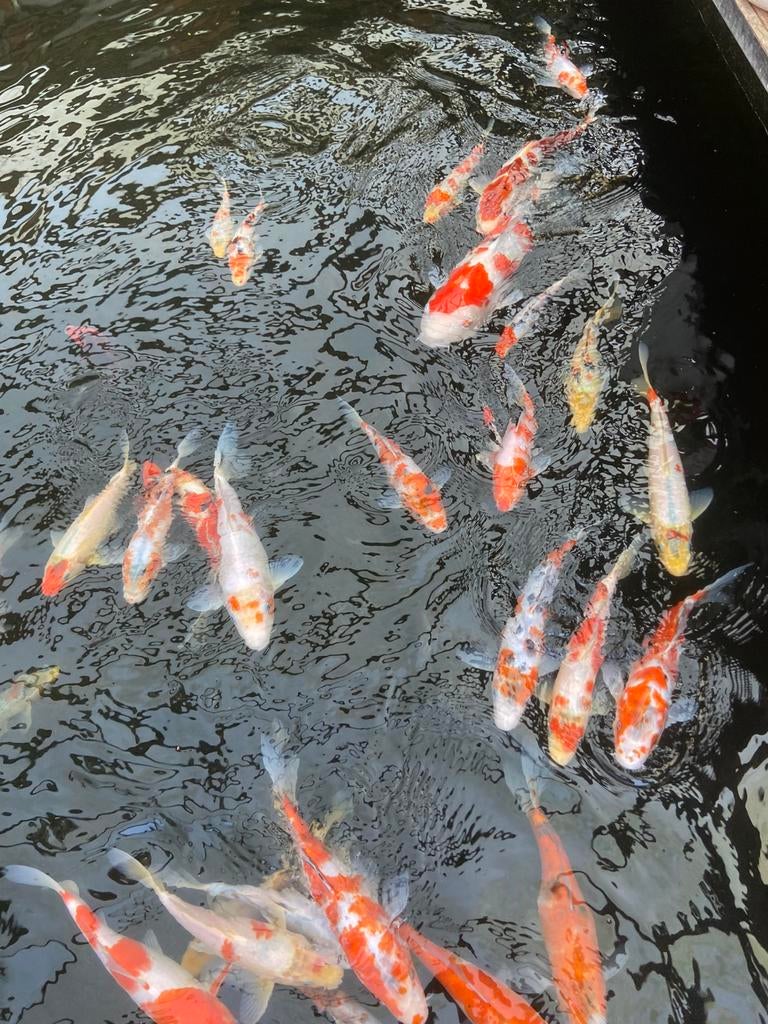 Japanse koi karpers Te koop, Vis