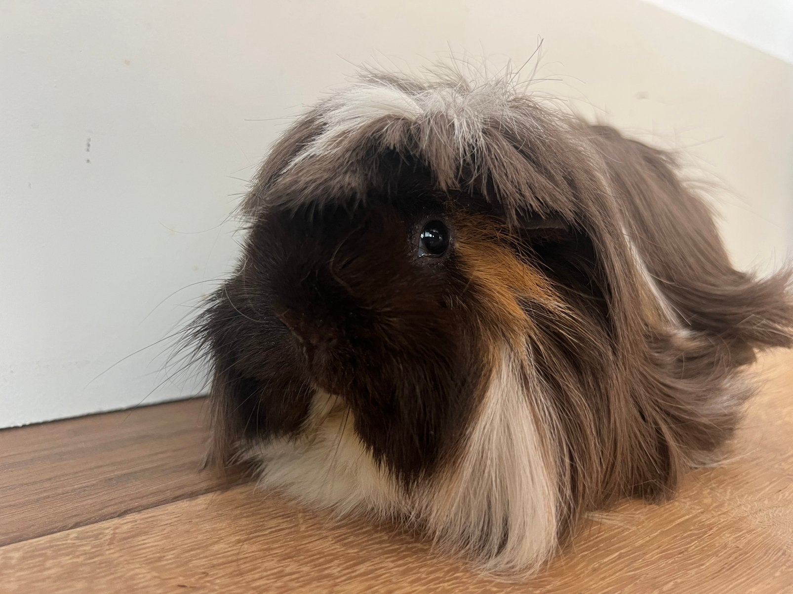 Peruvian cavia zeugjes choco buff wit, Cavia, Augustus, Vrouwelijk, Tam