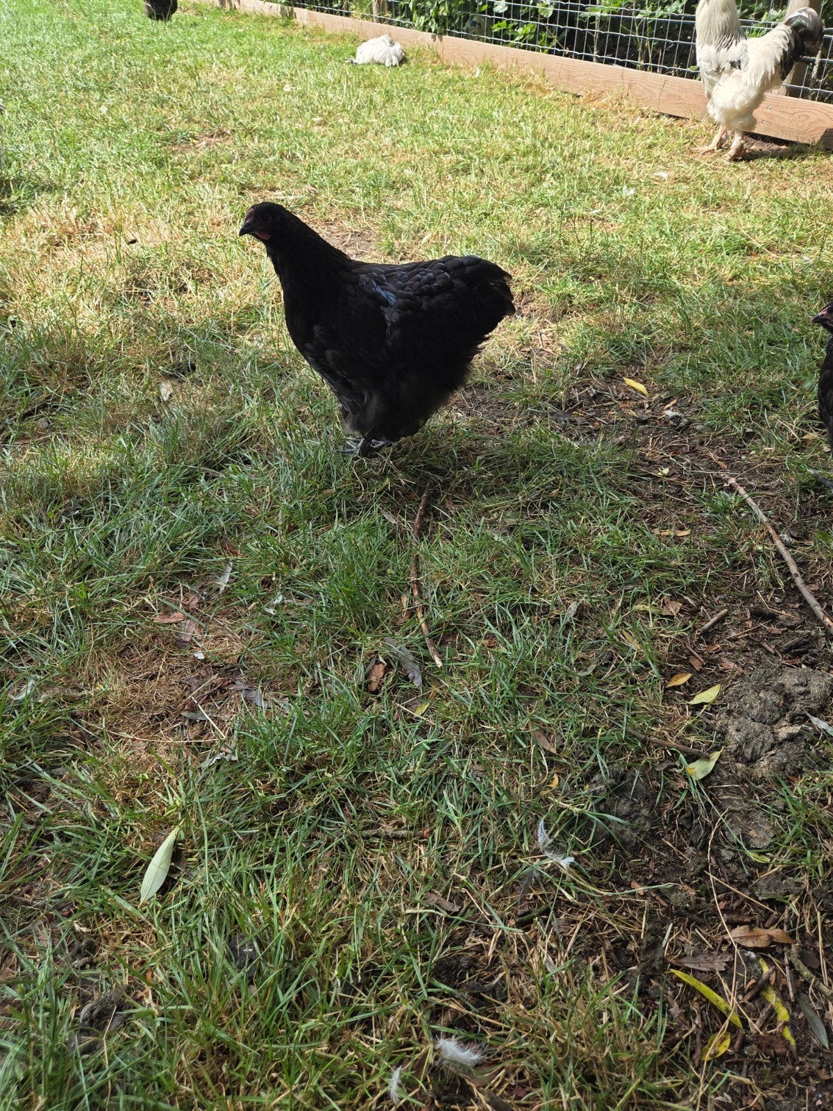 4 zwarte orpington hennen, Dieren en Toebehoren, Vrouwelijk, Kip